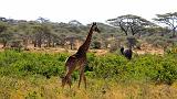 TANZANIA - Serengeti National Park - Giraffe - 2